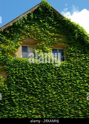 Wildrebe (Vitis vinifera subsp. Sylvestris), auch Wildrebe oder echter Wildwein, Wildwein an der Hausfront, Fenster mit Wildwein, Wildrebe, auch wild Stockfoto