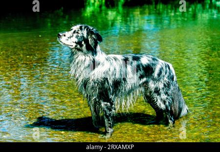 Border Collie im Wasser, Border Collie Schäferhunde und schlachttierhunde, Blauschimmel, Border Collie im Wasser, Brettkollie Schäferhunde und schlachttierhunde Stockfoto