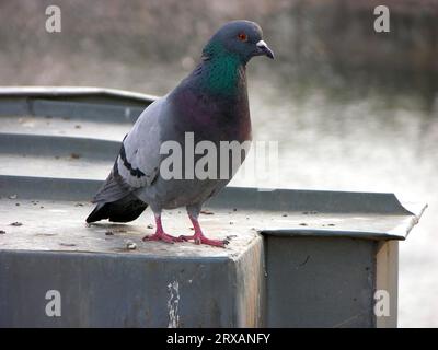 Stadtaube oder Stadtaube, Stadtaube oder Straßentaube (Columba livia forma domestica) Stockfoto