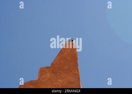 Ein kleiner Vogel sitzt auf einer Mauer in der Altstadt von Ghadames, Libyen Stockfoto