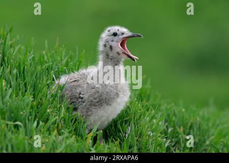 Europäische Heringsmöwe (Larus argentatus) Küken, Deutschland Stockfoto