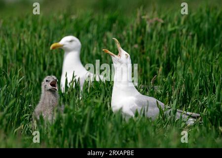 Europäische Heringsmöwe (Larus argentatus) mit Küken, Deutschland Stockfoto