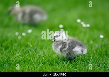 Barnakelgans (Branta leucopsis), Weiße Wangengans Stockfoto