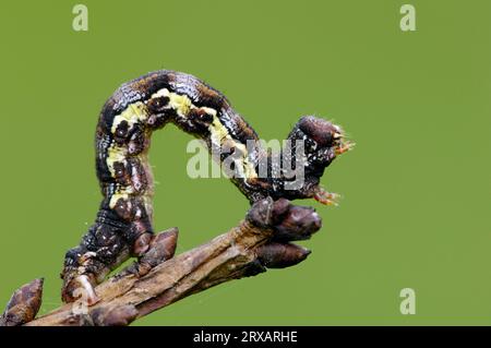 Gesprenkelte umberraupe, gesprenkelter Umber (Erannis defoliaria), Deutschland Stockfoto