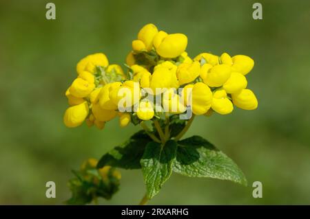 Hausschuh Blume (Calceolaria Integrifolia) Stockfoto