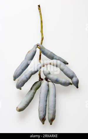 Sträucher der Blauen Bohnen, Früchte (Decaisnea fargesii), Bohne Stockfoto