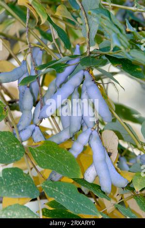 Sträucher der Blauen Bohnen, Früchte (Decaisnea fargesii), Bohne Stockfoto
