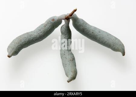 Sträucher der Blauen Bohnen, Früchte (Decaisnea fargesii), Bohne Stockfoto