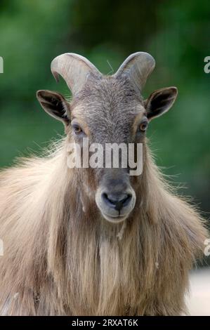 Himalaya Thar, männlich (Hemitragus jemlahicus) Stockfoto