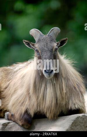 Himalaya Thar, himalaya Tahr (Hemitragus jemlahicus) Stockfoto