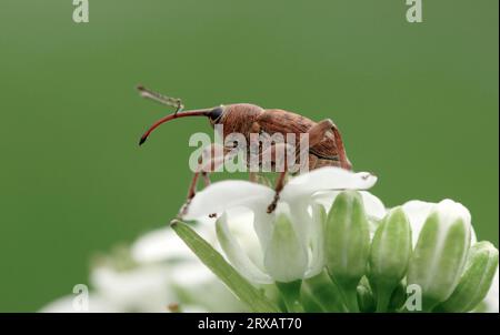 Weevil, Nordrhein-Westfalen, Eichelborer, Nordrhein-Westfalen, Deutschland, Venenornborer (Curculio venosus) Stockfoto