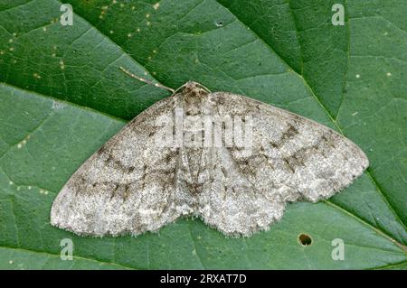 Great Oak Beauty (Boarmia roboraria), Nordrhein-Westfalen, Deutschland Stockfoto