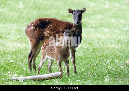 Philippinischer Fleckhirsch, weiblich mit jungen Tieren (Cervus alfredi) Stockfoto