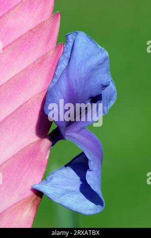 Blaue tillandsie (Tillandsia cyanea) Stockfoto