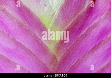 Blaue tillandsie (Tillandsia cyanea) Stockfoto