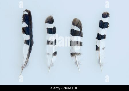 Wiedehopf (Upupa epops), Federn von Armflügeln Stockfoto