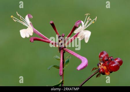 Waldgeißblatt (Lonicera periclymenum), Blumen und Beeren, Nordrhein-Westfalen, Waldheckenkirsche, Deutschland Stockfoto