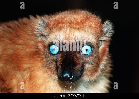 Blauäugiger Lemur, weiblich (Eulemur macaco flavifrons) Stockfoto