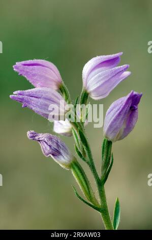 Red Helleborine (Cephalanthera rubra), Provence, Südfrankreich Stockfoto