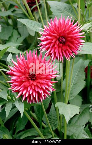 Semicactus-Dahlie (Dahlia X cultorum) Stockfoto