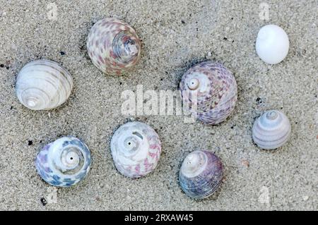 Purple Top Shells and other Snail Shells, France (Gibbula umbilicalis), Flat Top Shell Stockfoto