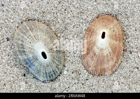 Italienische Schlüssellochlimpets, Muscheln (Diodora italica) Stockfoto