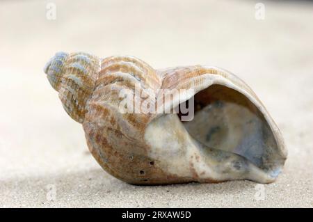 Muscheln von Common Whelk (Buccinum undatum), Niederlande Stockfoto