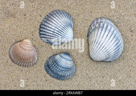 Muscheln der europäischen Schnabelschnalle (Cerastoderma edule) (Cardium edule) Stockfoto