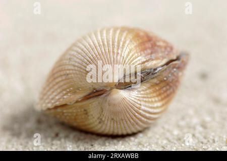 Muscheln der europäischen Schnabelschnalle (Cerastoderma edule) (Cardium edule) Stockfoto