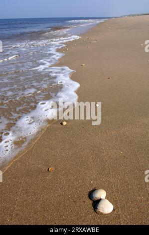 Muscheln am Strand, Niederlande (Cardium edule) Stockfoto