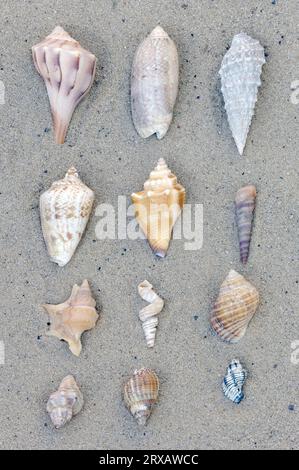 Verschiedene Arten von Schneckenschalen, Schneckenschale, abnehmbar Stockfoto