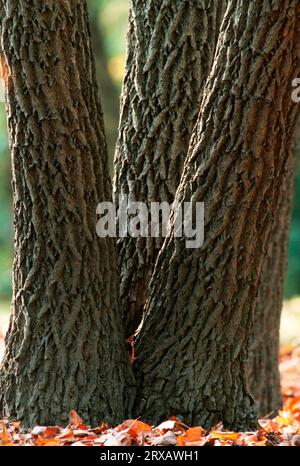 Sassafras (Sassafras albidum) Bäume, Sassafras, Lauraceae Stockfoto