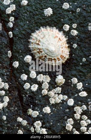 Gemeinsame Europäische Limpete (patella vulgata) und Barnacles (Balanidae), Lofotes, Norwegen, Barnacle Stockfoto