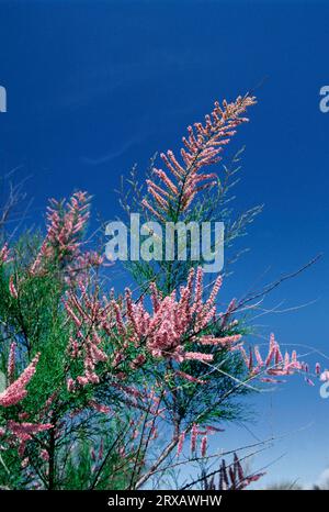 Französischer Tamarisken (Tamarix gallica), Camargue, Provence, Frankreich Stockfoto