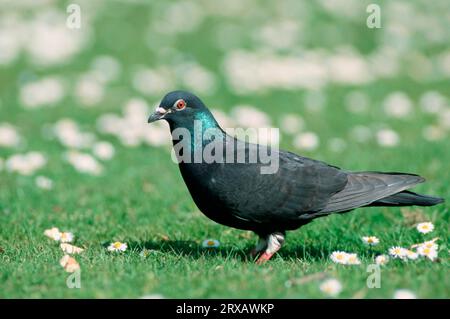 Wilde Haustaube, Nordrhein-Westfalen, Deutschland, seitlich Stockfoto