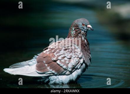 Wildtaube, Nordrhein-Westfalen, Deutschland Stockfoto