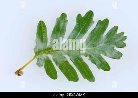 Pyrenäeneiche (Quercus pyrenaica), Blatt Stockfoto