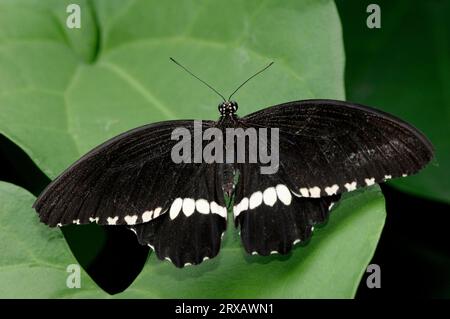 Weniger Mormon, gemeiner mormon (Papilio polytes), freistehend Stockfoto