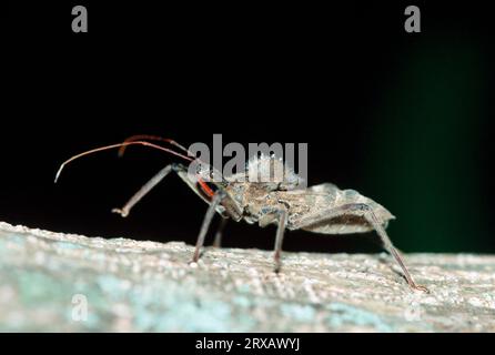 Wheels Bug (Arilus Cristatus), Audubon Corkscrew Swamp Sanctuary, Wheels Bug, USA Stockfoto