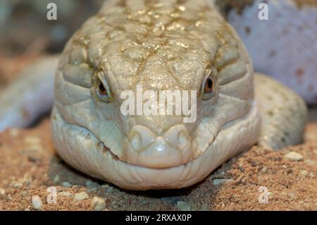 Blau-genutet Skink (Tiliqua Scincoides) Stockfoto