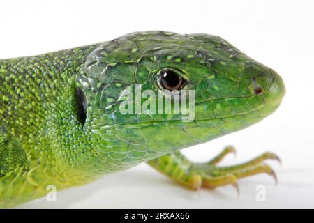 Grüne Eidechse (Lacerta viridis), Eidechse Stockfoto
