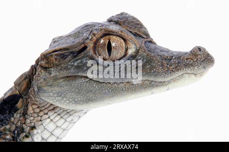 Brillenkaiman (Caiman crocodilus), juveniler Brillenkaiman Stockfoto