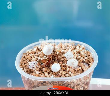 Madagaskar-Großkopfgecko, Jungtiere und Eier (Paroedura pictus), Madagaskar-Bodengecko, Gecko Stockfoto