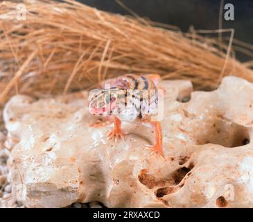 Wonder Gecko leckt sein Auge (Teratoscincus scincus keyserlingii), Riesengecko mit Froschaugen Stockfoto