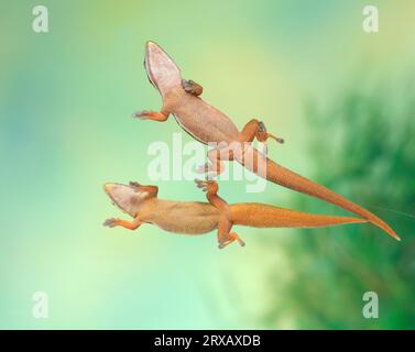 Gold Dust Day Geckos, Paar (Phelsuma laticauda laticauda) Stockfoto