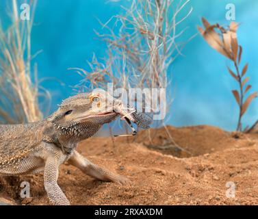 Bartdrache (Amphibolorus vitticeps) (Pogona barbatus) Terrarium Stockfoto