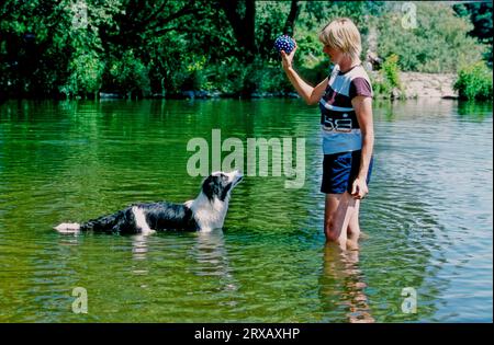 Junge spielt mit Border Collie im Wasser, Border-Collie Hütehunde und cattledogs, Junge spielt mit Border Collie im Wasser, Board-Collie Stockfoto