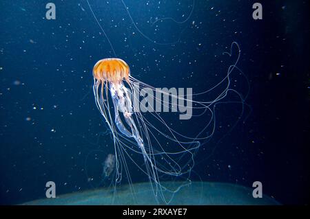 Pacific Sea Nettle (Chrysaora melanaster) Stockfoto