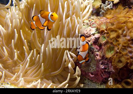 Clownfisch, Falscher Clown, westlicher Anemonfisch (Amphiprion ocellaris), Clownfisch Stockfoto