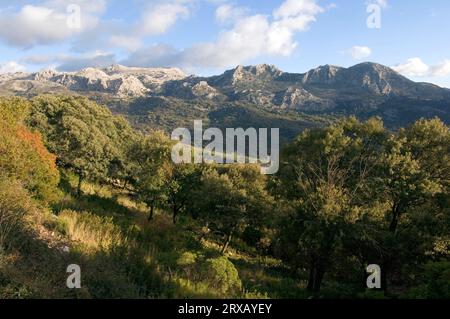 Sierra de Grazalema, Andalusien, Spanien Stockfoto